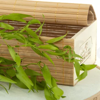 Preserved Italian Ruscus Lime Green