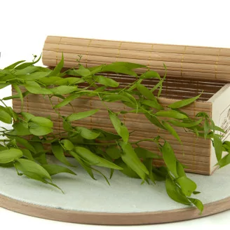 Preserved Italian Ruscus Lime Green