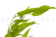 Preserved Italian Ruscus Lime Green 2