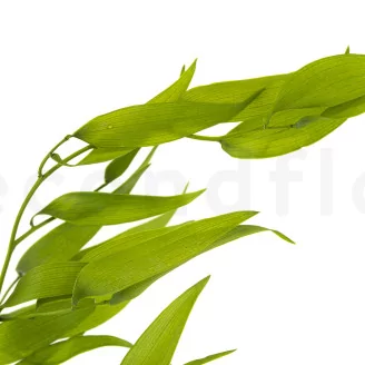 Preserved Italian Ruscus Lime Green