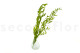 Preserved Italian Ruscus Lime Green 8