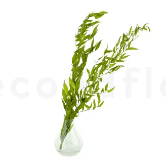 Preserved Italian Ruscus Lime Green