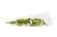 Preserved Italian Ruscus Lime Green 11