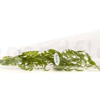 Preserved Italian Ruscus Lime Green