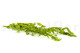 Preserved Italian Ruscus Lime Green 9