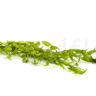 Preserved Italian Ruscus Lime Green