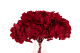 Preserved Hydrangea Kiara - Vibrant Red 4