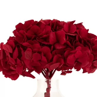 Preserved Hydrangea Red