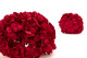 Preserved Hydrangea Kiara - Vibrant Red 6