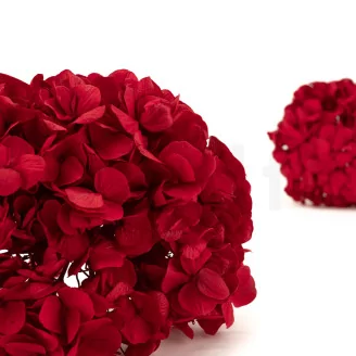 Preserved Hydrangea Red
