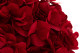 Preserved Hydrangea Kiara - Vibrant Red 2