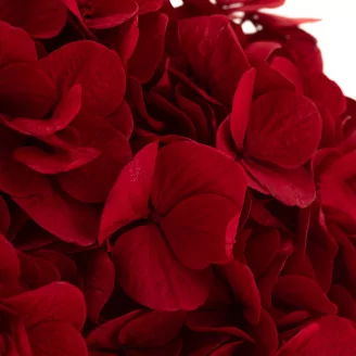 Preserved Hydrangea Red