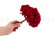 Preserved Hydrangea Red 3