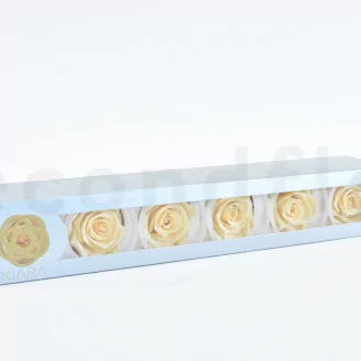 Preserved Rose XL Champagne (set of 6)