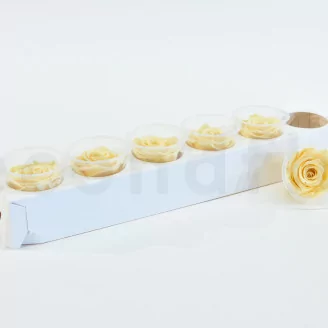 Preserved Rose XL Champagne (set of 6)