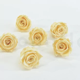 Preserved Rose XL Champagne (set of 6)
