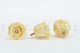 Preserved rose Kiara XL - Box of 6 - Champagne 6