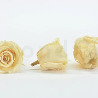 Preserved Rose XL Champagne (set of 6)
