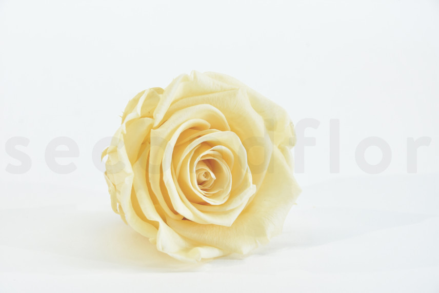 Preserved rose Kiara XL - Box of 6 - Champagne