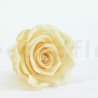 Preserved Rose XL Champagne (set of 6)