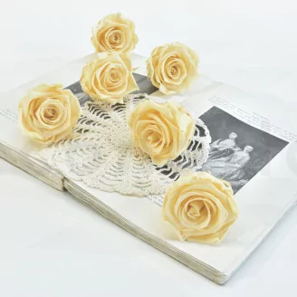 Preserved Rose XL Champagne (set of 6)