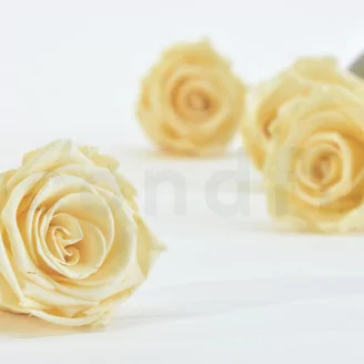 Preserved Rose XL Champagne (set of 6)