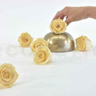 Preserved Rose XL Champagne (set of 6)