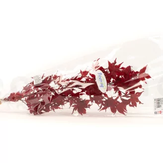 Preserved Japanese Maple Red