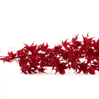 Preserved Japanese Maple Red