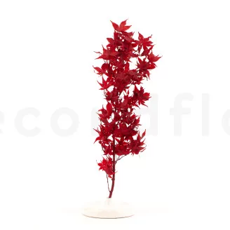 Preserved Japanese Maple Red