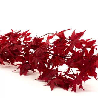 Preserved Japanese Maple Red