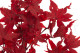 Preserved Japanese Maple Red 2