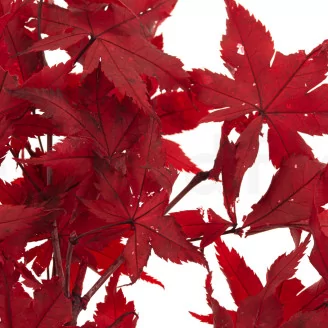 Preserved Japanese Maple Red