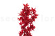 Preserved Japanese Maple Red 7