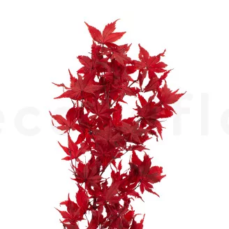 Preserved Japanese Maple Red
