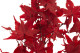 Preserved Japanese Maple - Red 8