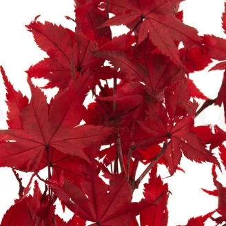 Preserved Japanese Maple Red