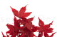 Preserved Japanese Maple Red 9