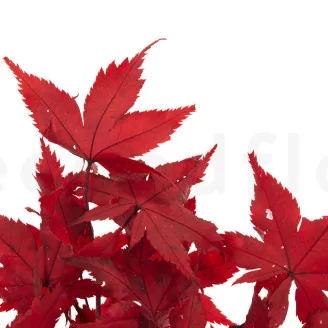Preserved Japanese Maple Red