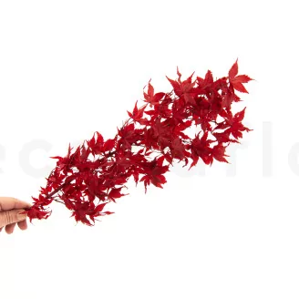 Preserved Japanese Maple Red
