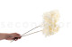 Preserved Hydrangea Grandiflora White (set of 2) 3