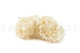 Preserved Hydrangea Grandiflora White (set of 2) 7