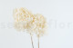 Preserved Hydrangea Grandiflora - 2 stems - White 7