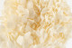 Preserved Hydrangea Grandiflora White (set of 2) 2