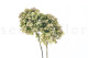 Preserved Hydrangea Grandiflora Oregano Purple (set of 2) 6