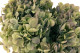 Preserved Hydrangea Grandiflora - 2 stems - Oregano Purple 2
