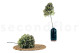 Preserved Hydrangea Grandiflora Oregano Purple (set of 2) 4