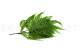 Preserved Large Fern UV Resistant - 5 Stems - Green 7