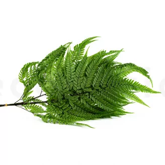 Preserved Large Fern UV Resistant (set of 5)