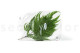 Preserved Large Fern UV Resistant - 5 Stems - Green 8